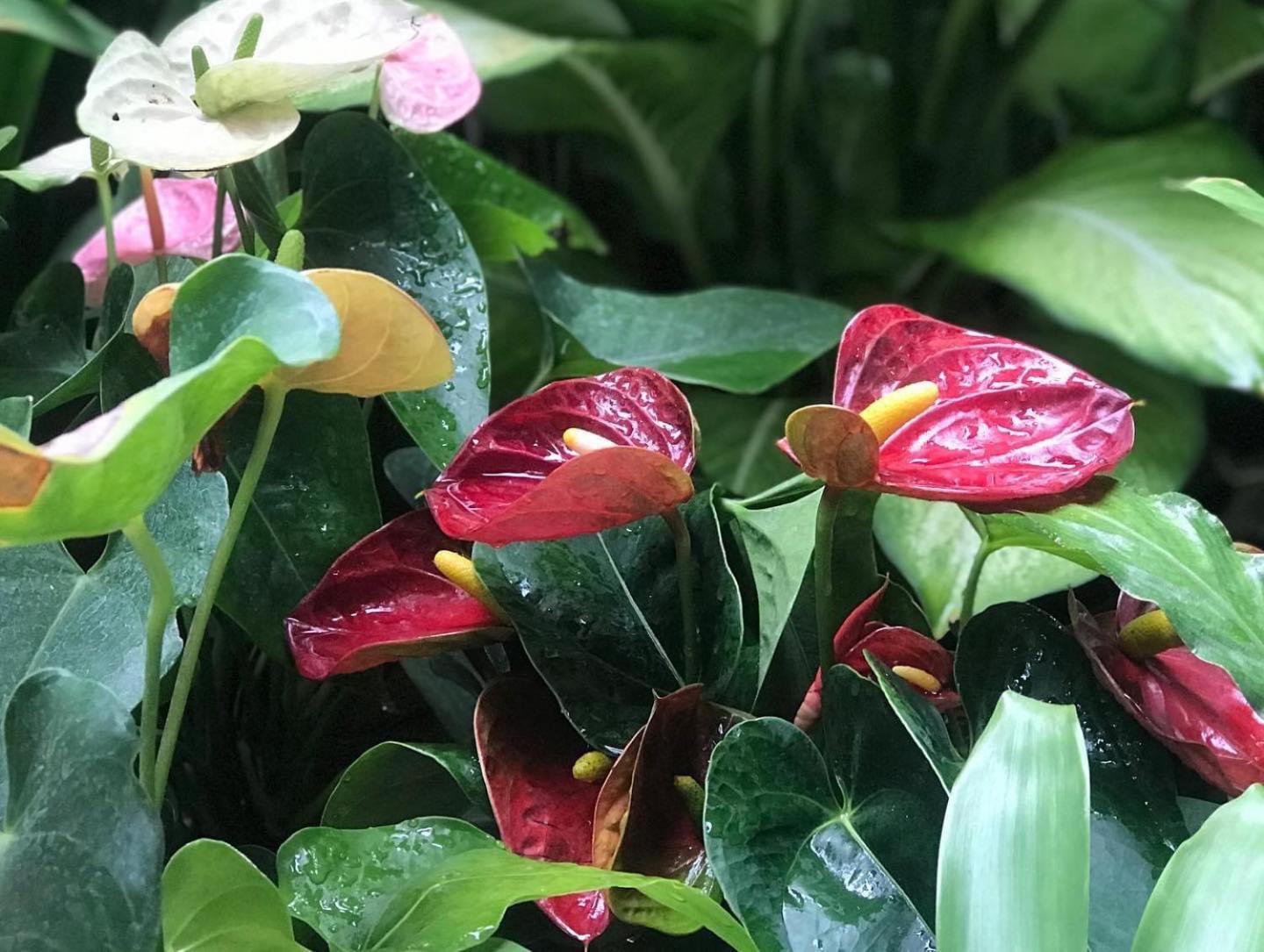 At Leaf Villa チエンマイ エクステリア 写真
